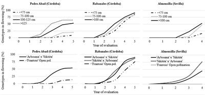 Genotypic influence in the juvenile to adult transition in olive seedlings